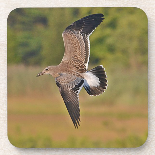 Posavasos Seagull Coaster (Frente)