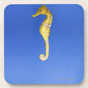 Posavasos Seahorse