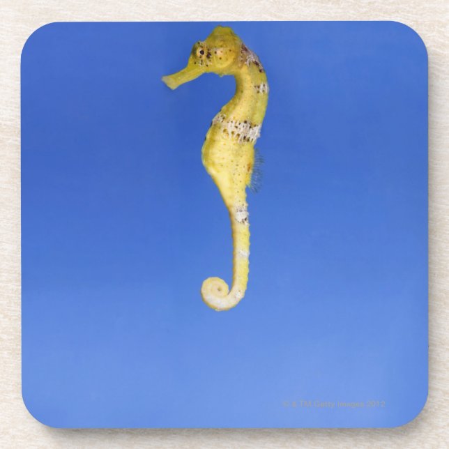 Posavasos Seahorse (Frente)