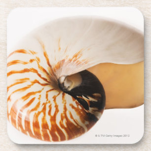 Posavasos Seashell del nautilus (stenomphalus del nautilus)