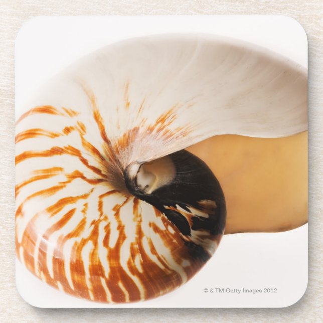 Posavasos Seashell del nautilus (stenomphalus del nautilus) (Frente)