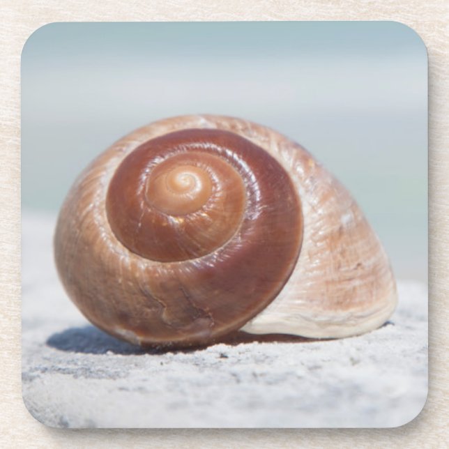 Posavasos Seashell el | St Petersburg, la Florida (Frente)