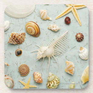 Posavasos Seashells clasificados en fondo azul