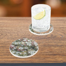 Sedum Spathulifolium Succulent Plants Floral