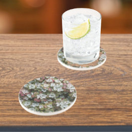 Posavasos Sedum Spathulifolium Succulent Plants Floral