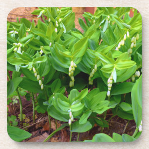 Posavasos Sello de solomones