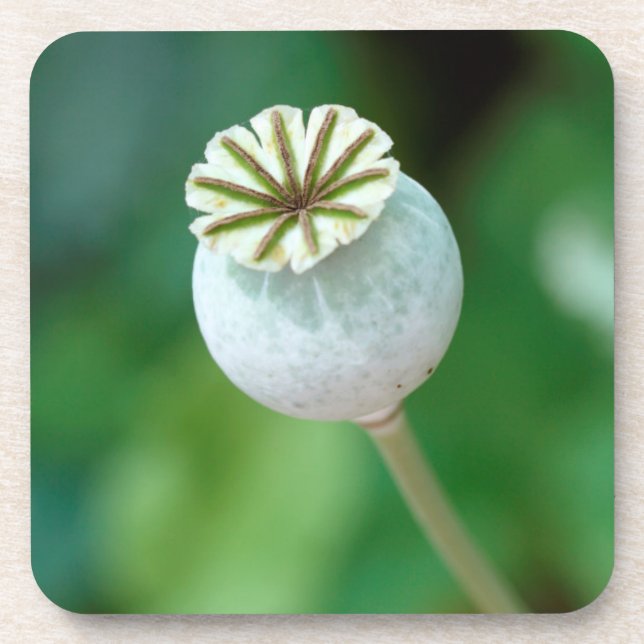 Posavasos Semilla de Cabeza de Flor de Amapola, Cabo Occiden (Frente)