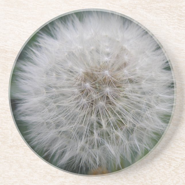 Posavasos Semillas de flores de Dandelion (Frente)