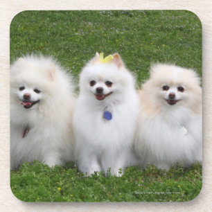 Posavasos Sentada de 3 Pomeranians
