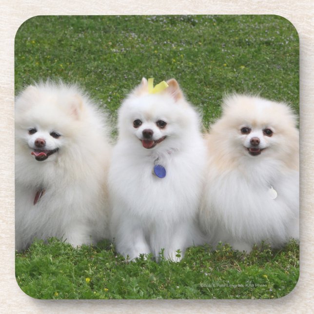 Posavasos Sentada de 3 Pomeranians (Frente)