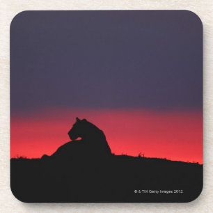Posavasos Sentada de la leona (Panthera leo), en la puesta