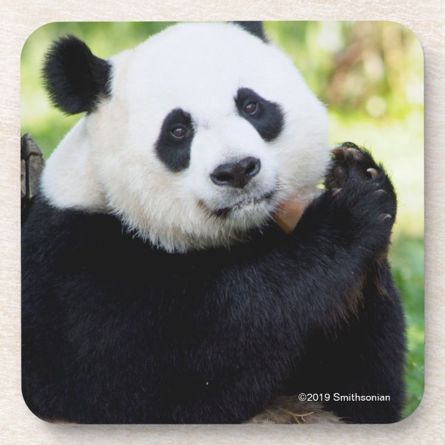Posavasos Sentada de la panda gigante (Frente)