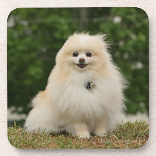 Posavasos Sentada de Pomeraning (Frente)