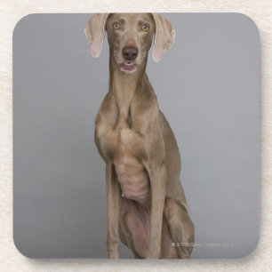 Posavasos Sentada de Weimaraner, tiro del estudio
