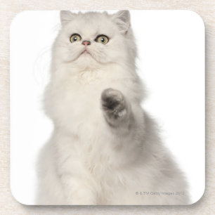 Posavasos Sentada del gato persa