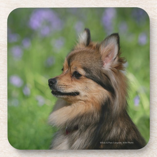 Posavasos Sentada del Headshot de Pomeranian (Frente)