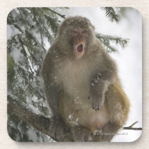 Posavasos Sentada del mono de Macaque del macaco de la India