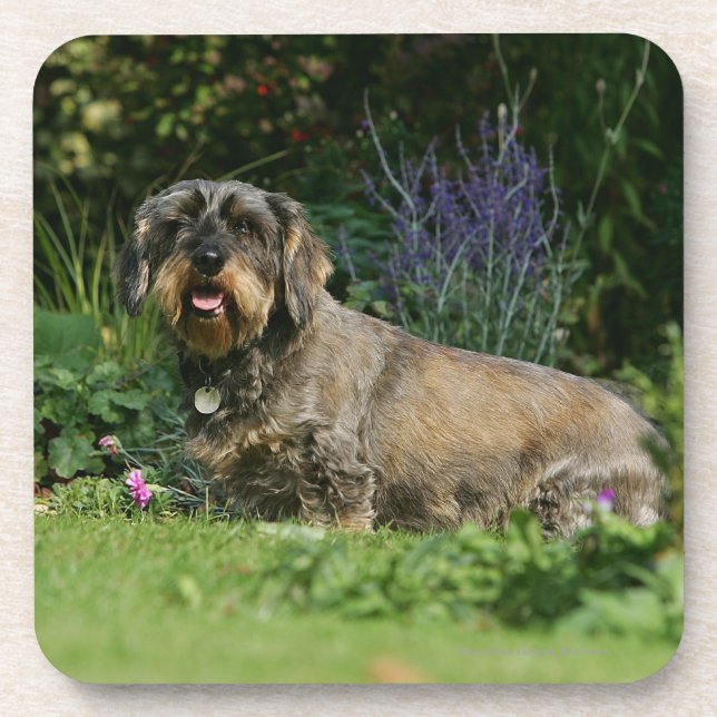 Posavasos sentada estándar Alambre-haired del Dachshund (Frente)
