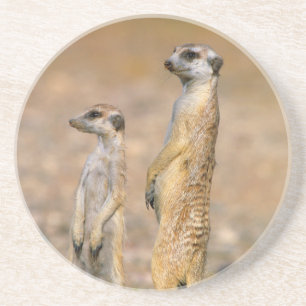 Posavasos Sentinelas de suricata (Suricata suricatta), Karas