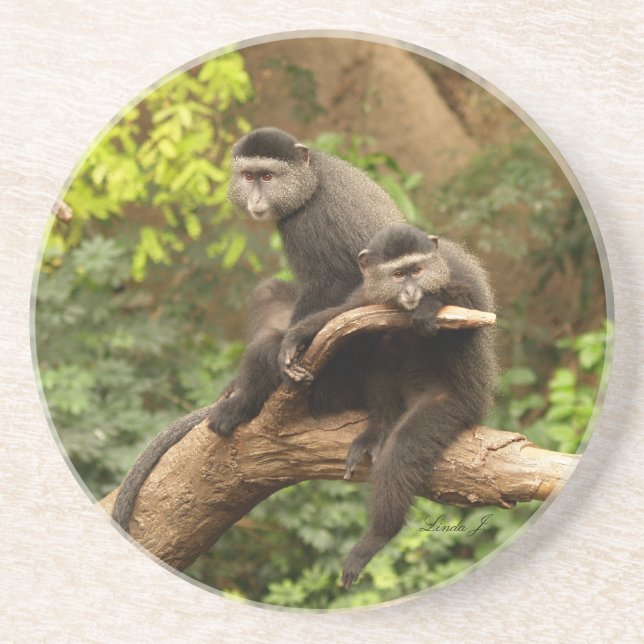 Posavasos Serie animal: par de monos (Frente)