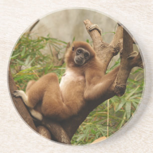 Posavasos Serie Animal: Volver a poner el mono