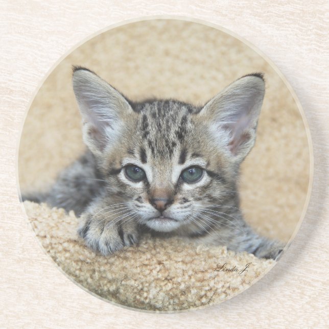 Posavasos Serie Cat—Serval Savannah Cat—Coaster (Frente)