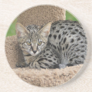 Posavasos Serie Cat—Serval Savannah Cat—Coaster