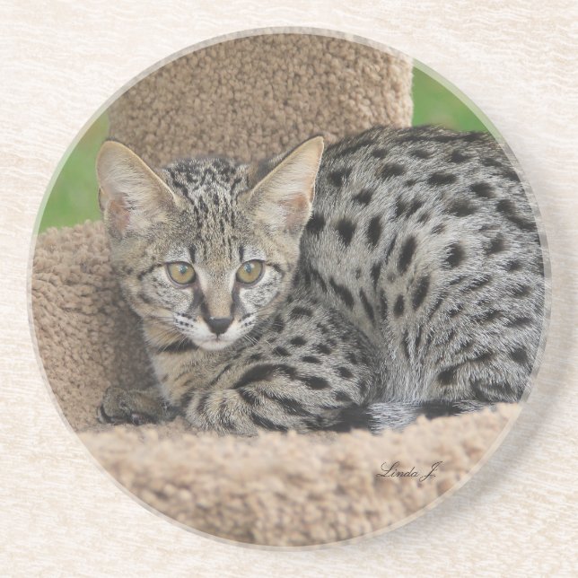 Posavasos Serie Cat—Serval Savannah Cat—Coaster (Frente)