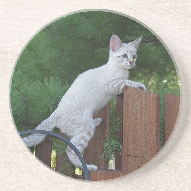 Posavasos Serie Cat—Serval Savannah Cat—Coaster (Frente)