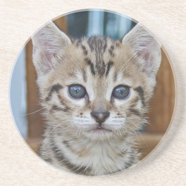 Posavasos Serie Cat—Serval Savannah Cat—Coaster (Frente)