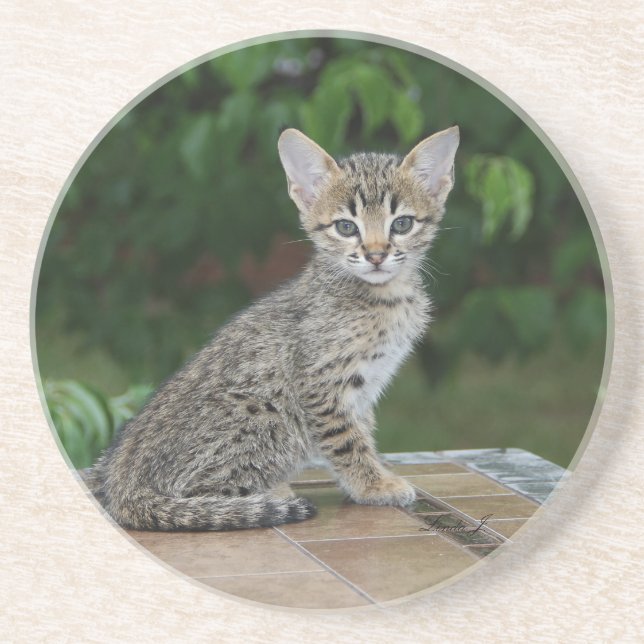 Posavasos Serie Cat—Serval Savannah Cat—Coaster (Frente)
