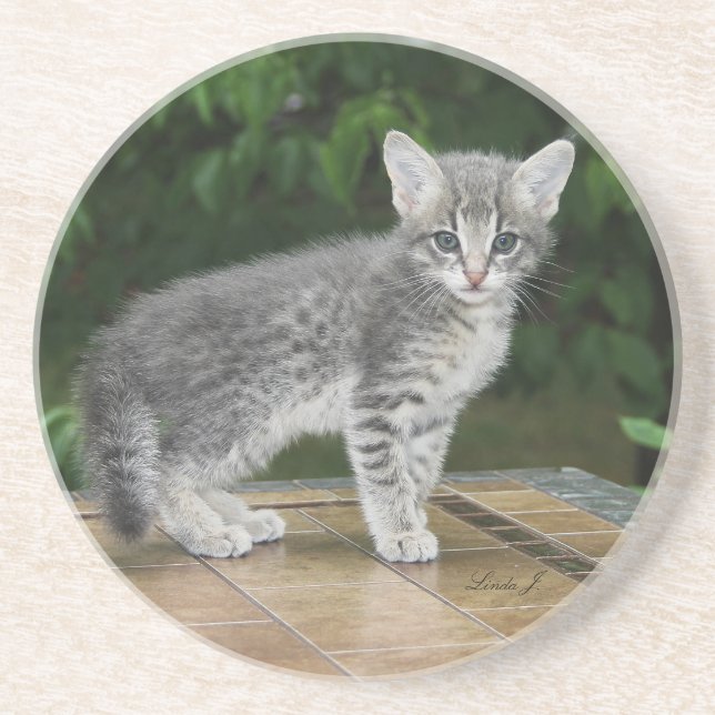 Posavasos Serie Cat—Serval Savannah Cat—Coaster (Frente)