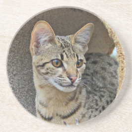 Posavasos Serie Cat—Serval Savannah Cat—Coaster