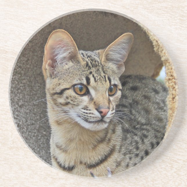 Posavasos Serie Cat—Serval Savannah Cat—Coaster (Frente)