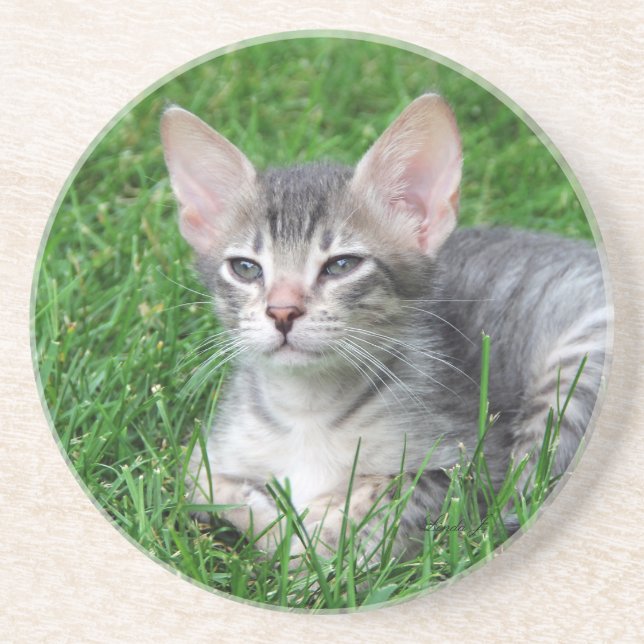 Posavasos Serie Cat—Serval Savannah Cat—Coaster (Frente)