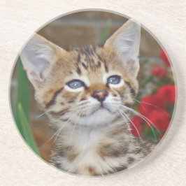 Posavasos Serie Cat—Serval Savannah Cat—Coaster