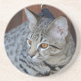 Posavasos Serie Cat—Serval Savannah Cat—Coaster