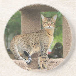 Posavasos Serie Cat—Serval Savannah Cat—Coaster