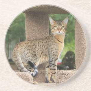 Posavasos Serie Cat—Serval Savannah Cat—Coaster