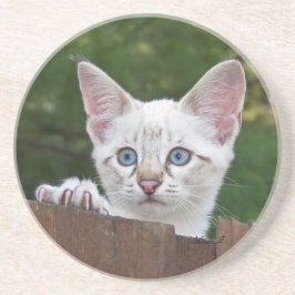 Posavasos Serie Cat—Serval Savannah Cat—Coaster