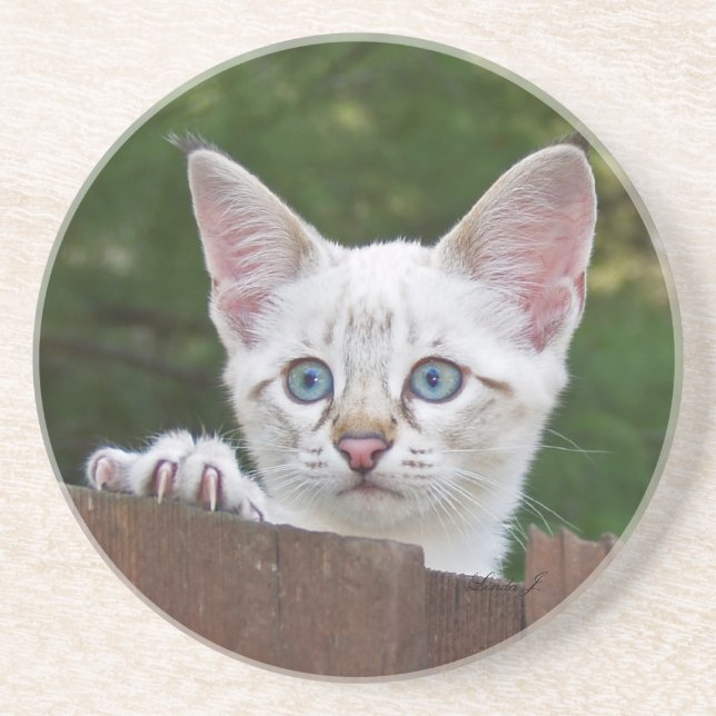 Posavasos Serie Cat—Serval Savannah Cat—Coaster (Frente)