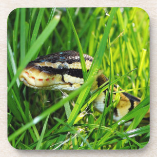 Posavasos Serpiente de Ball Python en la hierba