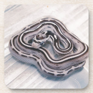 Posavasos Serpiente de maíz de bebé