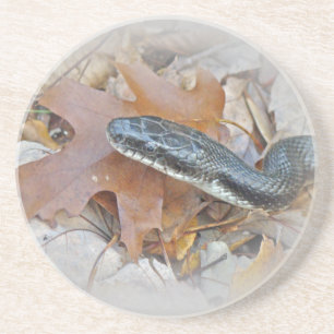 Posavasos Serpiente de Rata Negra - obsoleta de Elaphe