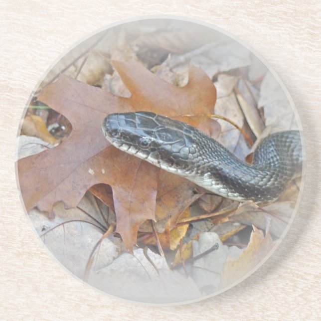 Posavasos Serpiente de Rata Negra - obsoleta de Elaphe (Frente)