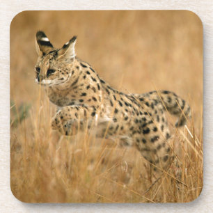 Posavasos Serval (Leptailurus Serval) Saltando