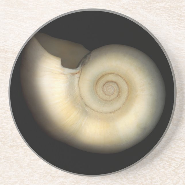 Posavasos Shell - conquiliología - nautilus (Frente)