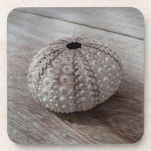 Posavasos Shell encima de una tabla de madera