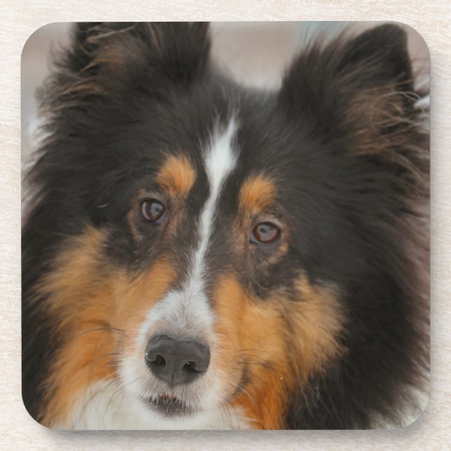 Posavasos Shelty (Frente)