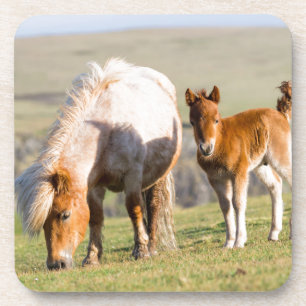 Posavasos Shetland Pony en pastizal cerca de acantilados alt